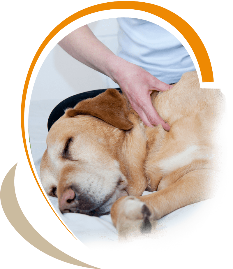 Hundefysioterapi